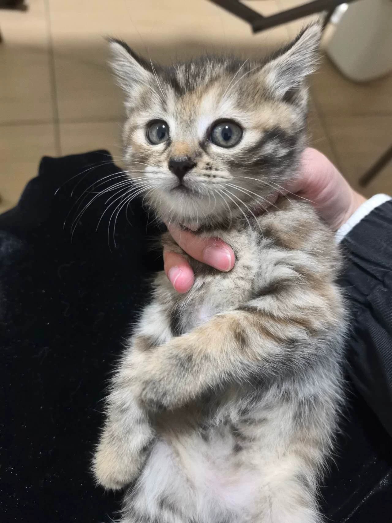 三花虎斑猫 圆脸 花纹清晰,好看 性格活泼可爱